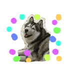 huskydock（個別スタンプ：4）