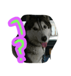 huskydock（個別スタンプ：6）