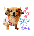 ティアラ ～日常会話～（個別スタンプ：1）
