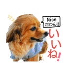 ティアラ ～日常会話～（個別スタンプ：8）