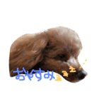 プードルのスタンプ(愛犬)（個別スタンプ：1）