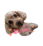 プードルのスタンプ(愛犬)（個別スタンプ：3）