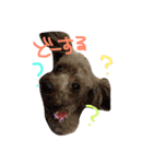 プードルのスタンプ(愛犬)（個別スタンプ：4）