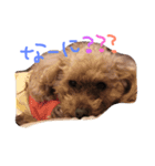プードルのスタンプ(愛犬)（個別スタンプ：7）