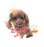 プードルのスタンプ(愛犬)（個別スタンプ：8）