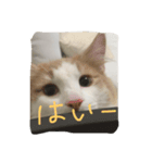 my pretty cats reo2（個別スタンプ：1）