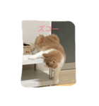 my pretty cats reo2（個別スタンプ：2）
