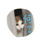 my pretty cats reo2（個別スタンプ：3）
