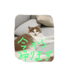 my pretty cats reo2（個別スタンプ：5）
