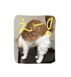 my pretty cats reo2（個別スタンプ：6）