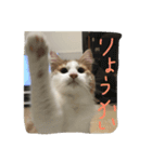 my pretty cats reo2（個別スタンプ：7）