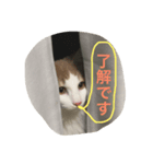 my pretty cats reo2（個別スタンプ：8）