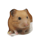 my lazy hamster02（個別スタンプ：1）