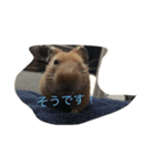 my lazy hamster02（個別スタンプ：2）