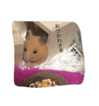 my lazy hamster02（個別スタンプ：5）