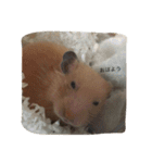 my lazy hamster02（個別スタンプ：7）