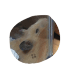 my lazy hamster02（個別スタンプ：8）
