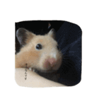 my lazy hamster02（個別スタンプ：10）