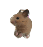 my lazy hamster02（個別スタンプ：12）