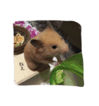 my lazy hamster02（個別スタンプ：14）
