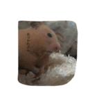 my lazy hamster02（個別スタンプ：15）