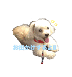 チワプーとトイプーのかわいいスタンプ♡（個別スタンプ：1）