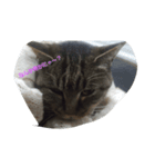 nicecats（個別スタンプ：1）