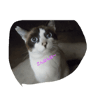 nicecats（個別スタンプ：2）