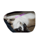 nicecats（個別スタンプ：4）