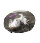 nicecats（個別スタンプ：6）
