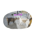 nicecats（個別スタンプ：7）