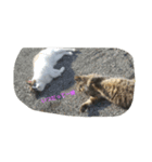 nicecats（個別スタンプ：8）