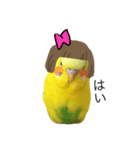 pon 3（個別スタンプ：7）