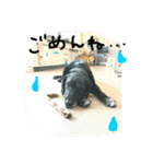 Y＆T sometimes P（個別スタンプ：10）