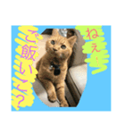 Y＆T sometimes P（個別スタンプ：15）