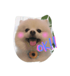 Happy RURUtan stamp（個別スタンプ：6）