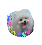 Happy RURUtan stamp（個別スタンプ：10）