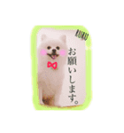 Happy RURUtan stamp（個別スタンプ：11）