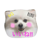 Happy RURUtan stamp（個別スタンプ：14）