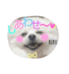 Happy RURUtan stamp（個別スタンプ：16）