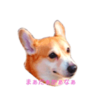 corgi LOVE！（個別スタンプ：1）