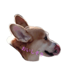 corgi LOVE！（個別スタンプ：2）