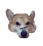 corgi LOVE！（個別スタンプ：3）