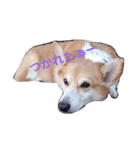 corgi LOVE！（個別スタンプ：4）