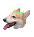 corgi LOVE！（個別スタンプ：6）