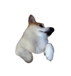 corgi LOVE！（個別スタンプ：7）
