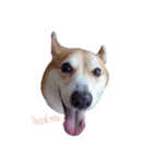 corgi LOVE！（個別スタンプ：8）