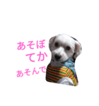 マルとモフ（個別スタンプ：6）