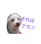 マルとモフ（個別スタンプ：7）