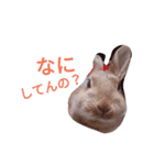 マルとモフ（個別スタンプ：8）